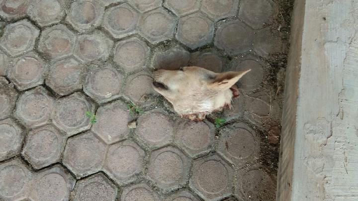 Palti Hutabarat Bakal Lapor Polisi karena Kiriman Bangkai Kepala Anjing